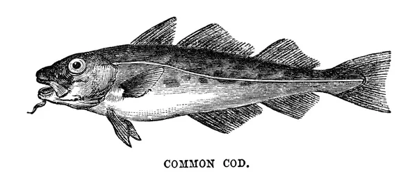 A Common Cod — Stok fotoğraf