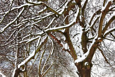 kar kaplı şubeleri