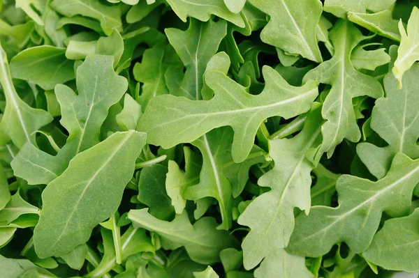 Vahşi roket salata