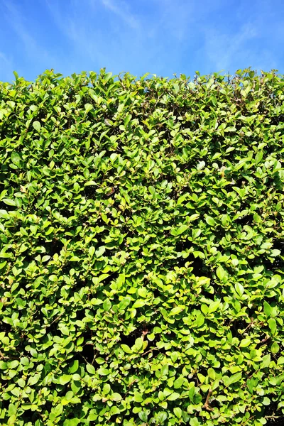Privet Hedge background — Stock Image Privet Hedge background Royalty Free Stock Photos