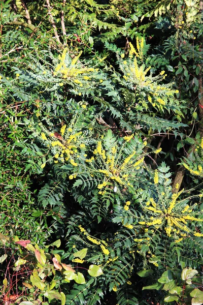Mahonia garden shrub — Stock Photo, Image