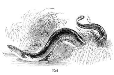 Eel freshwater fish