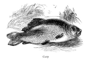 Carp freshwater fish