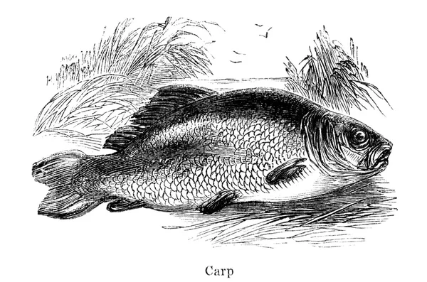 Carp freshwater fish — 图库照片