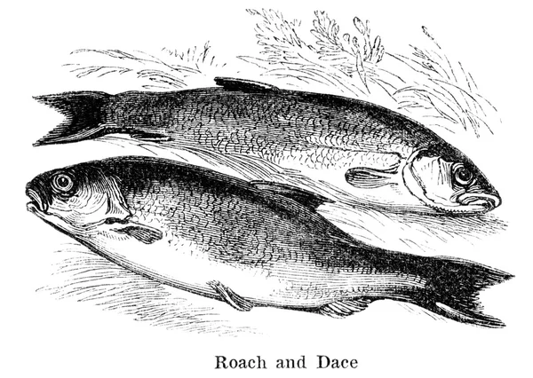 Roach and dace — Stok fotoğraf