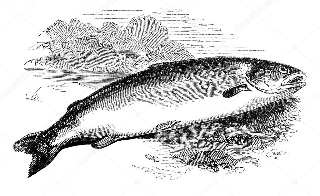Salmon freshwater ocean going fish