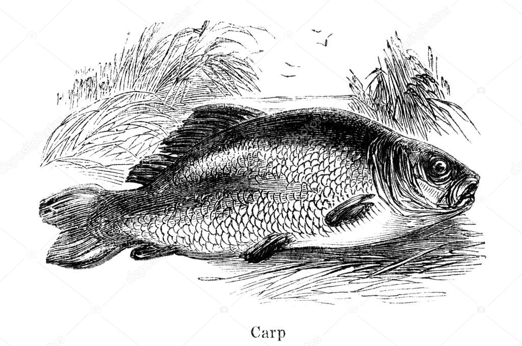 Carp freshwater fish