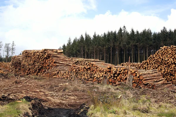 Logging timber industry — Zdjęcie stockowe