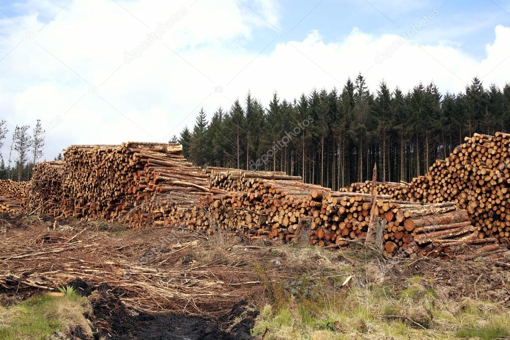 Logging timber industry