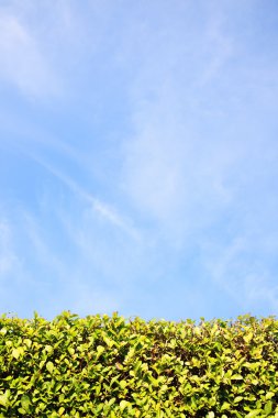 Kurtbağrı Hedge arka plan