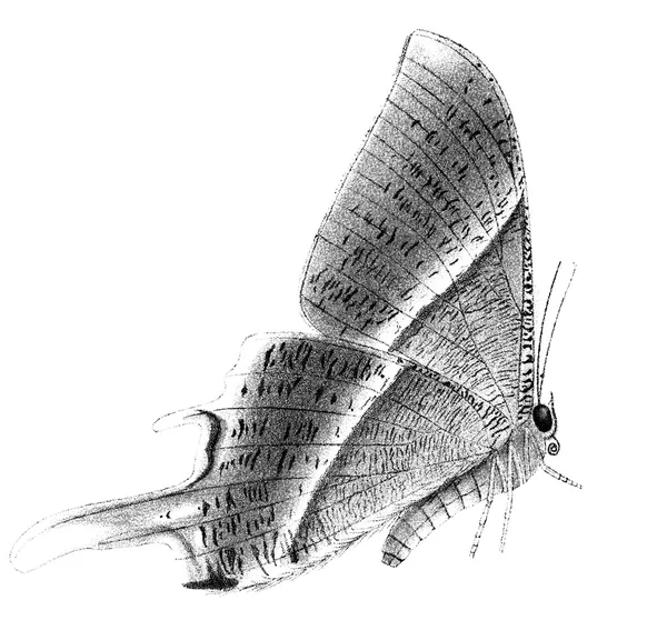 Бабочка Ипана Диверса — стоковое фото