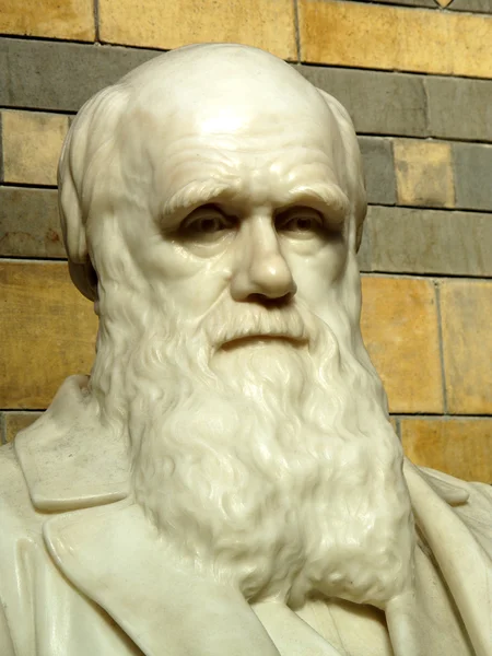 Charles Darwin szobor — Stock Fotó