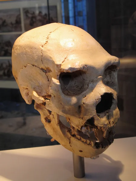 Neanderthal skull, Spain — ストック写真