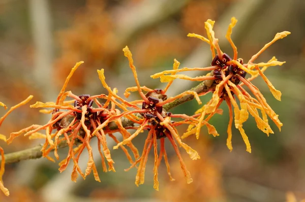 Floare de hazel vrăjitoare — Fotografie, imagine de stoc