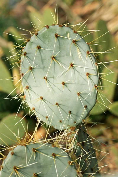 Opuntia Robusta (Prickly Pear Cactus)