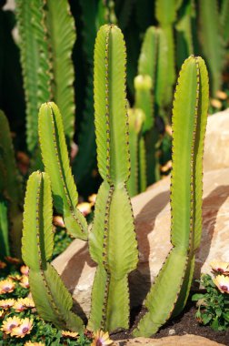 Ortak ağaç Atatürk, (Euphorbia Ingens).