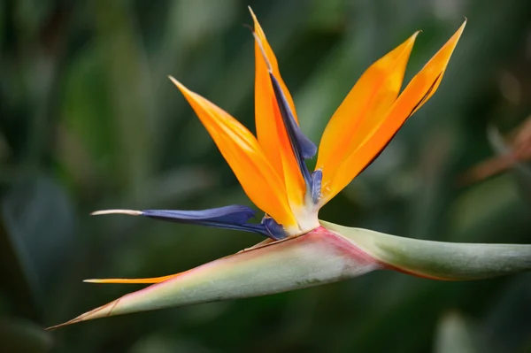 Rajski ptak (Strelitzia reginae) — Zdjęcie stockowe