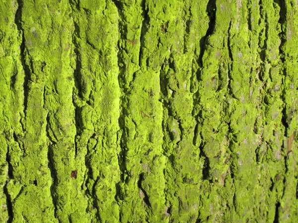 Fundo de musgo verde — Fotografia de Stock