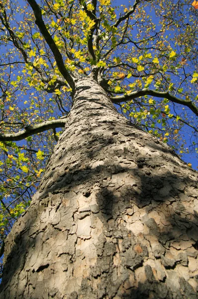 Старое Лондонское дерево — стоковое фото