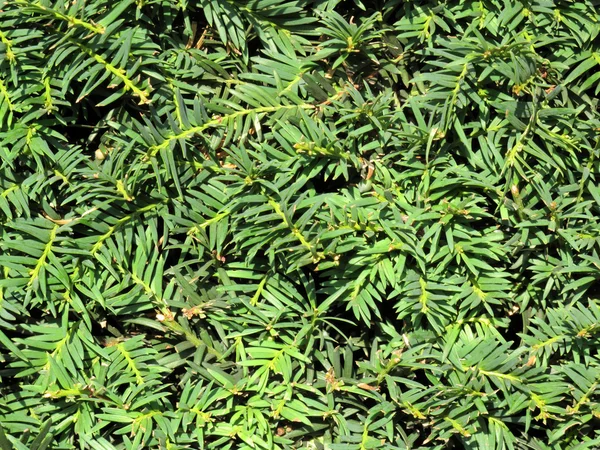 Yew Hedge Background — Stock Photo, Image