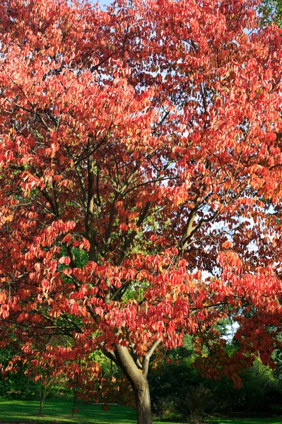 Cerejeira na cor do outono — Fotografia de Stock