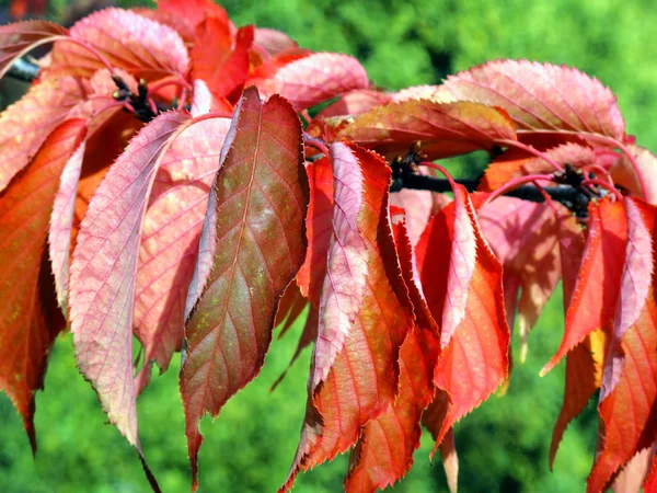 Feuilles d'automne rouges — Photo