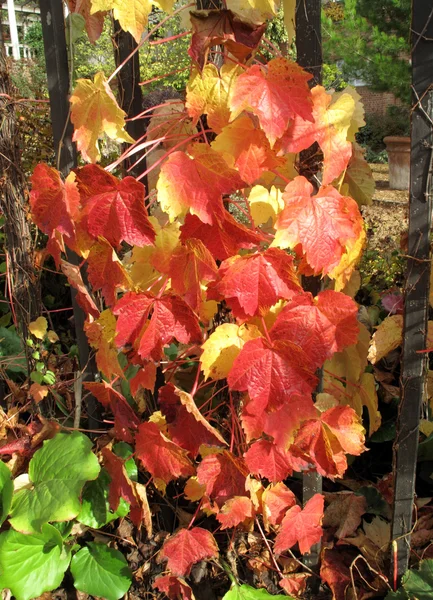 Virginia Creeper in full autumn colour — Stock Photo, Image