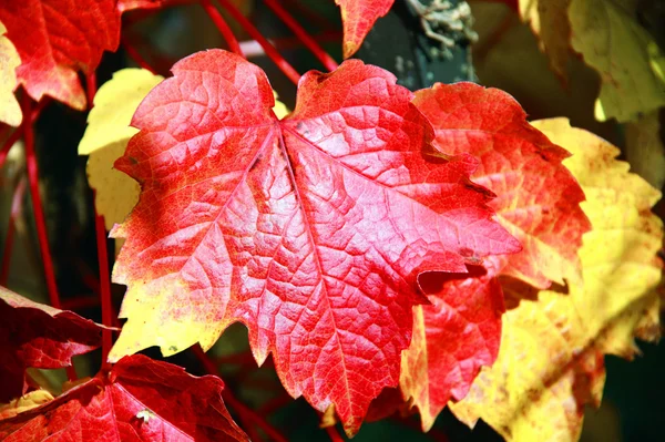 Feuilles de vigne Virginia Creeper — Photo