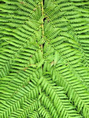 yeşil eğreltiotu yaprakları arka plan