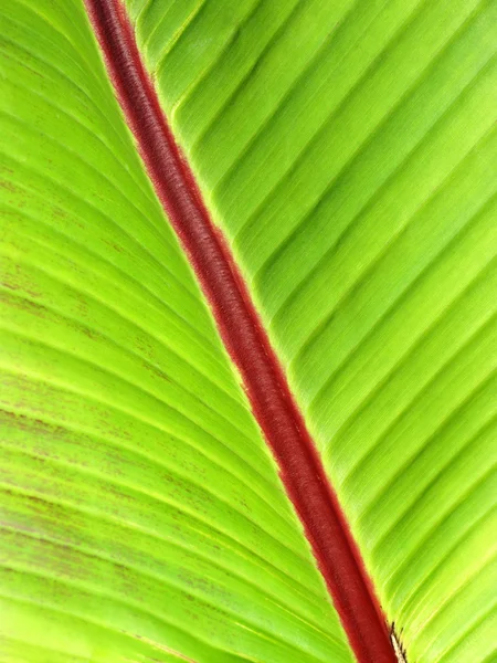 Folha de palmeira de uma planta de banana — Fotografia de Stock