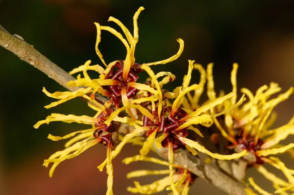 stock image Witch hazel blossom