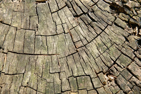 Gesägter Baumstamm Hintergrund — Stockfoto