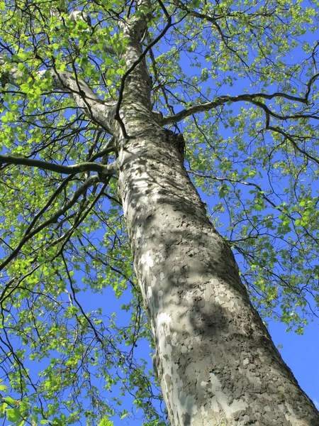 London Plane Tree — Stock Photo, Image