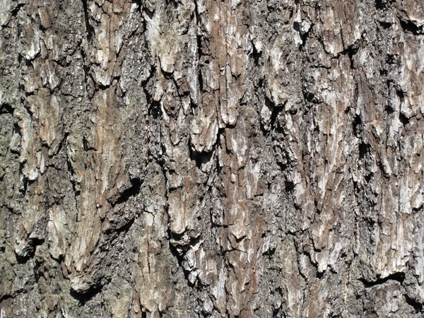 Corteccia di quercia sfondo — Foto Stock