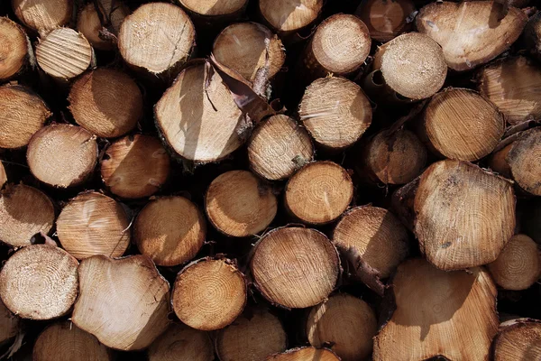 Pinheiros tronco troncos fundo — Fotografia de Stock