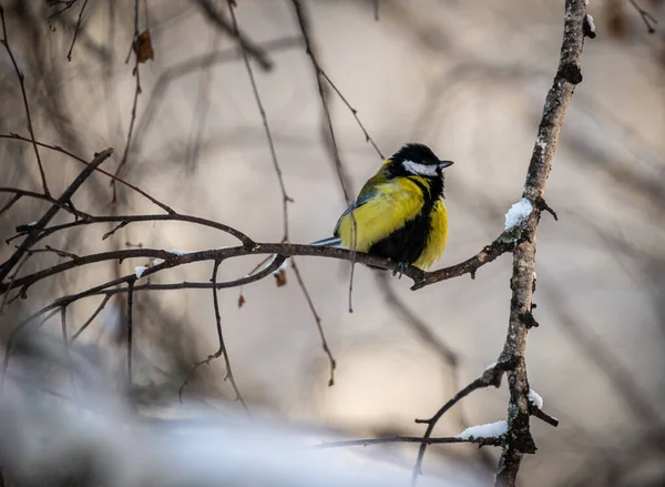 Congelate Pădure Pasăre Iarnă — Fotografie, imagine de stoc