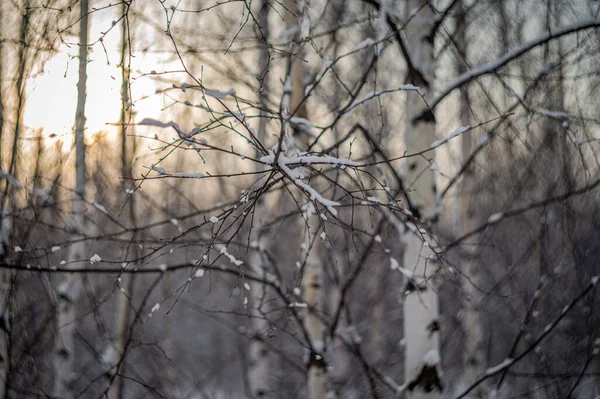 Plants Wild Forests Russia — Stock Photo, Image