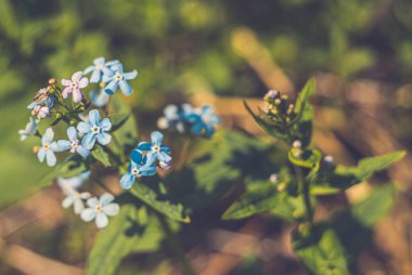 Tarlada büyüyen çiçekler