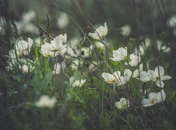 Flores Florecientes Que Crecen Campo — Foto de Stock