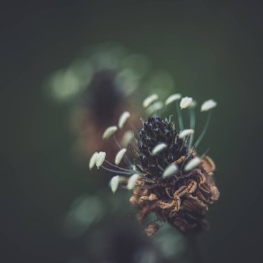 Bahçede yetişen narin çiçekler.