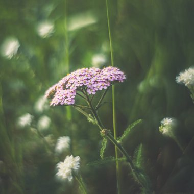  sihirli ve çok narin çiçekler