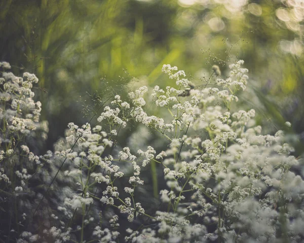 Flores Mágicas Muy Delicadas — Foto de Stock