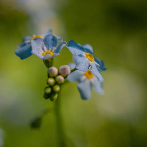 Fleurs Magiques Très Délicates — Photo