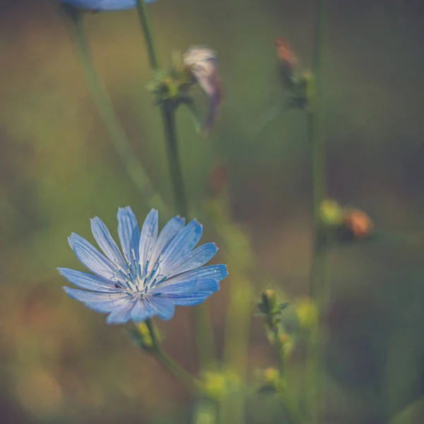 Muy Bonito Verano Flores Soleadas — Foto de Stock