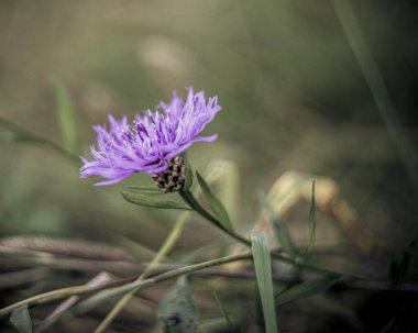 Güzel çiçeklerin yaz havası