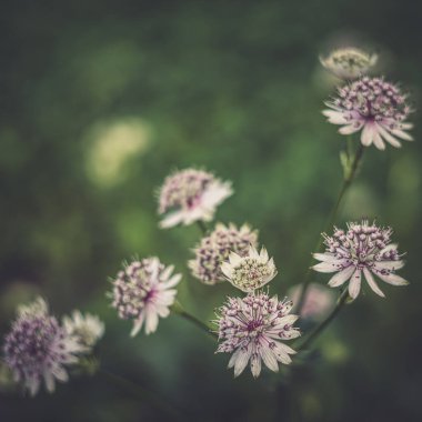 Güzel çiçeklerin yaz havası