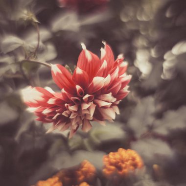 Sonbaharda açan büyüleyici çiçekler.