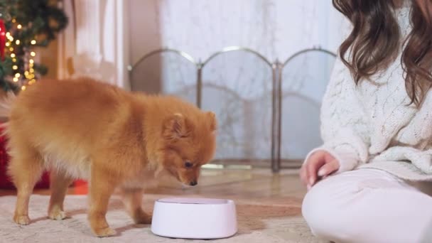 Una joven morena con el pelo largo en ropa blanca alimenta a un perro Spitz rojo mascota de un tazón blanco en el fondo de un interior de Navidad junto a un árbol de Navidad — Vídeos de Stock