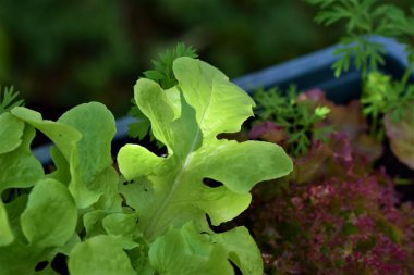 Çiçek kutusunda büyüyen yeşil salata
