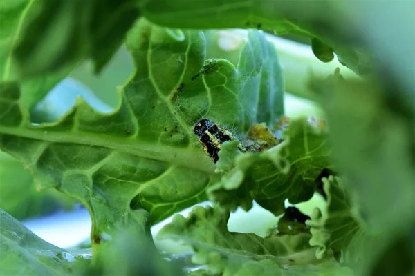 Гусеница капусты на зеленом листе капусты Лицензионные Стоковые Фото